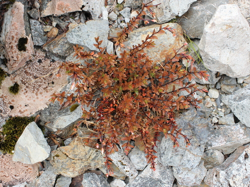 Epilobium glabellum (Epilobium glabellum)