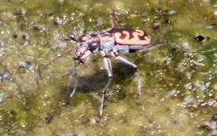 Ellipsoptera