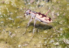Ellipsoptera