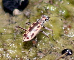 Ellipsoptera