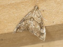 Scybalistodes periculosalis