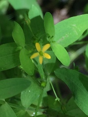 Hypericeae