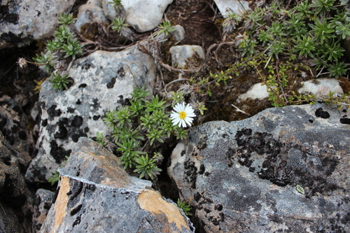 Image of Celmisia walkeri by (c) Joe Dillon, some rights reserved (CC BY)