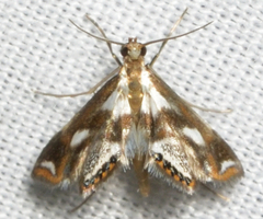 Chrysendeton imitabilis