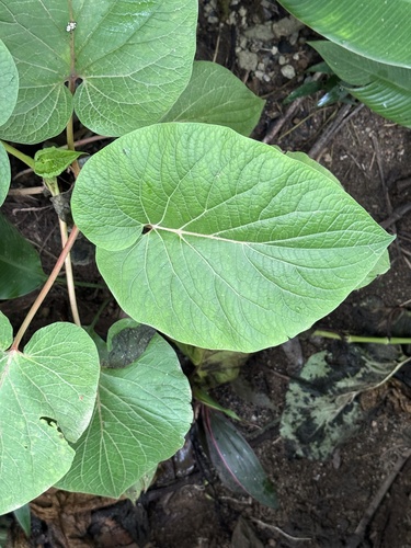 Foto de Amazônia