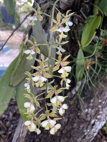 Foto de Orquídea-bambu