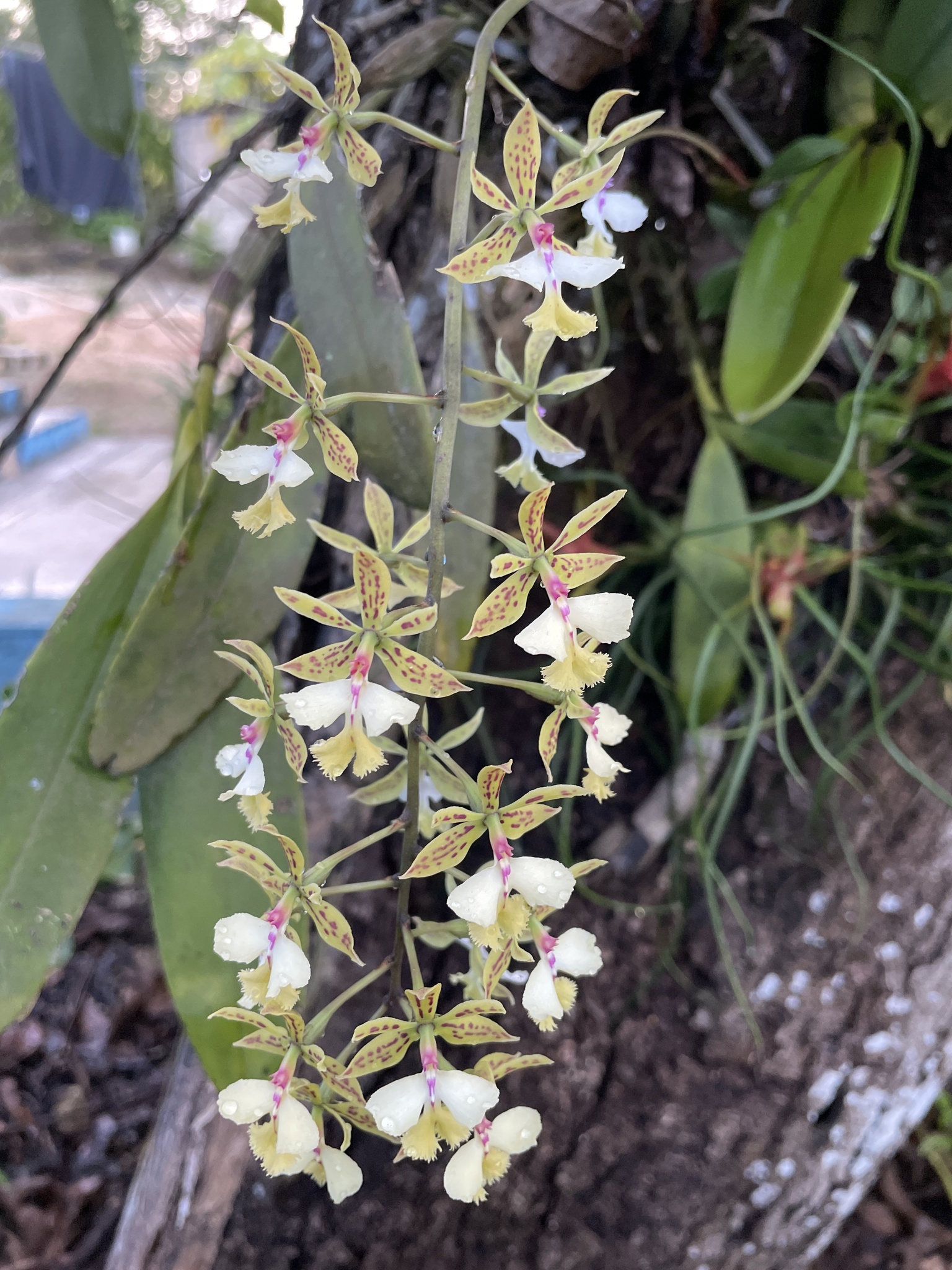 Imagem de Orquídea-bambu