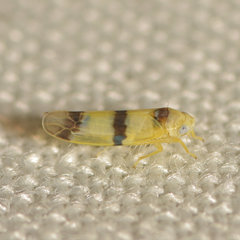 Empoa gillettei