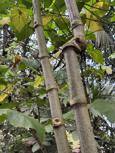 Foto de Amazônia