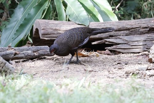 Germain's Peacock-Pheasant (Polyplectron germaini), photo 3