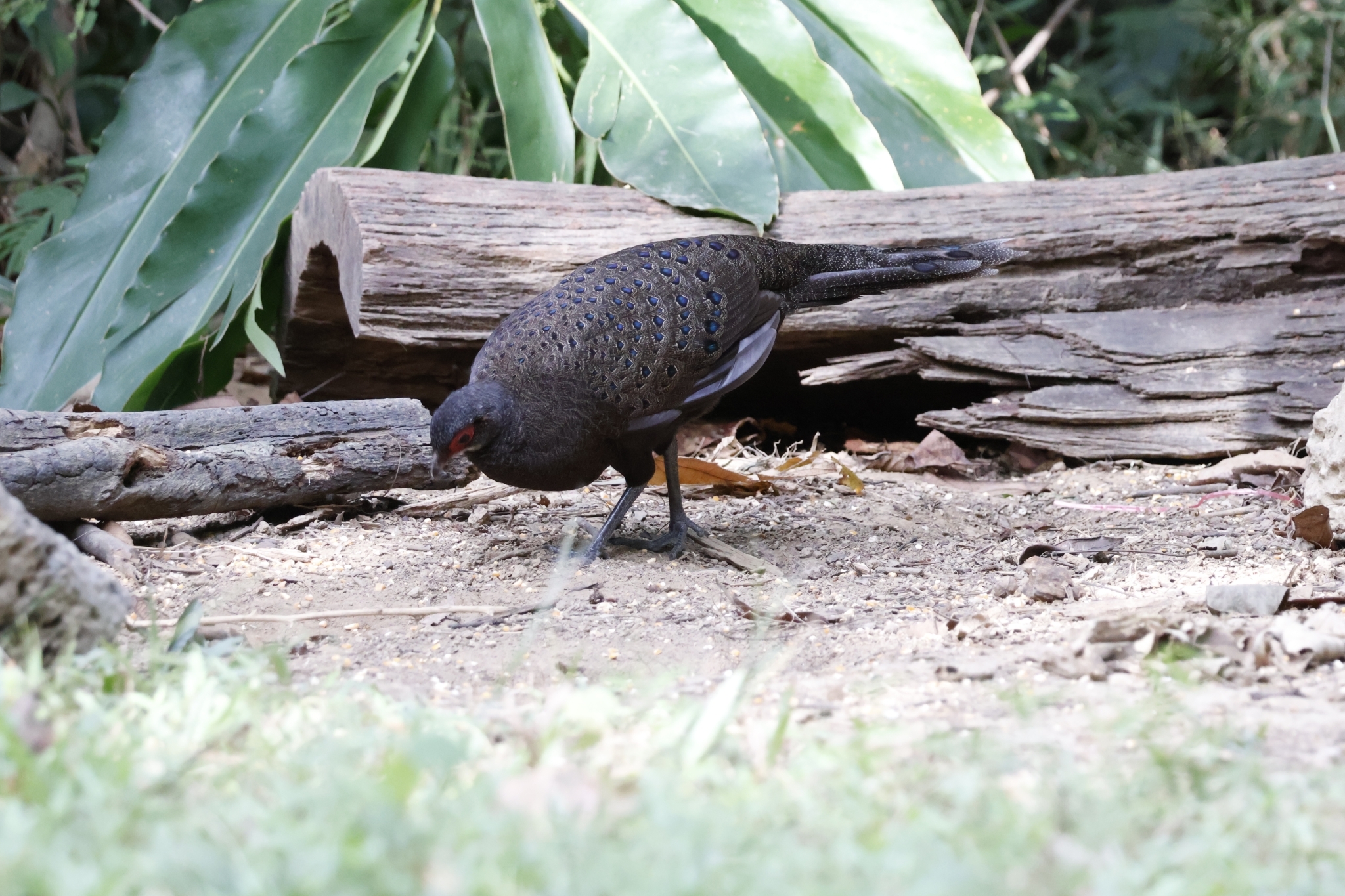 Germain's Peacock-Pheasant (Polyplectron germaini), photo 3