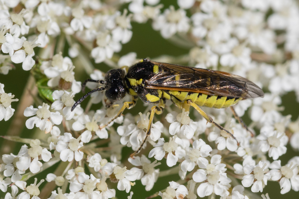 Black-horned Clover-sawfly