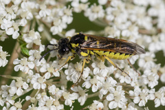 Tenthredo brevicornis