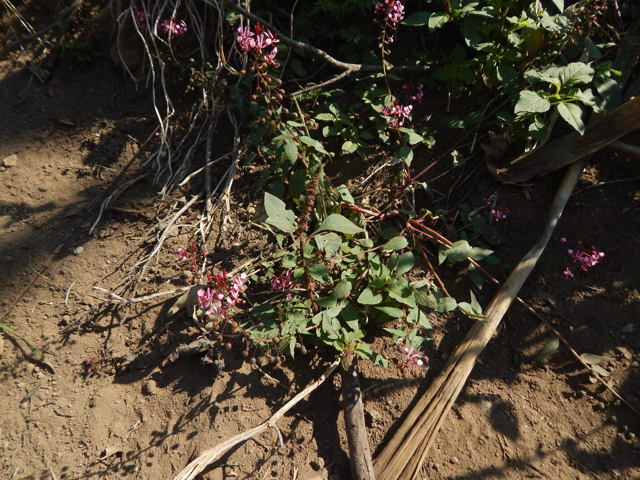Imagem de Flor-de-beijo
