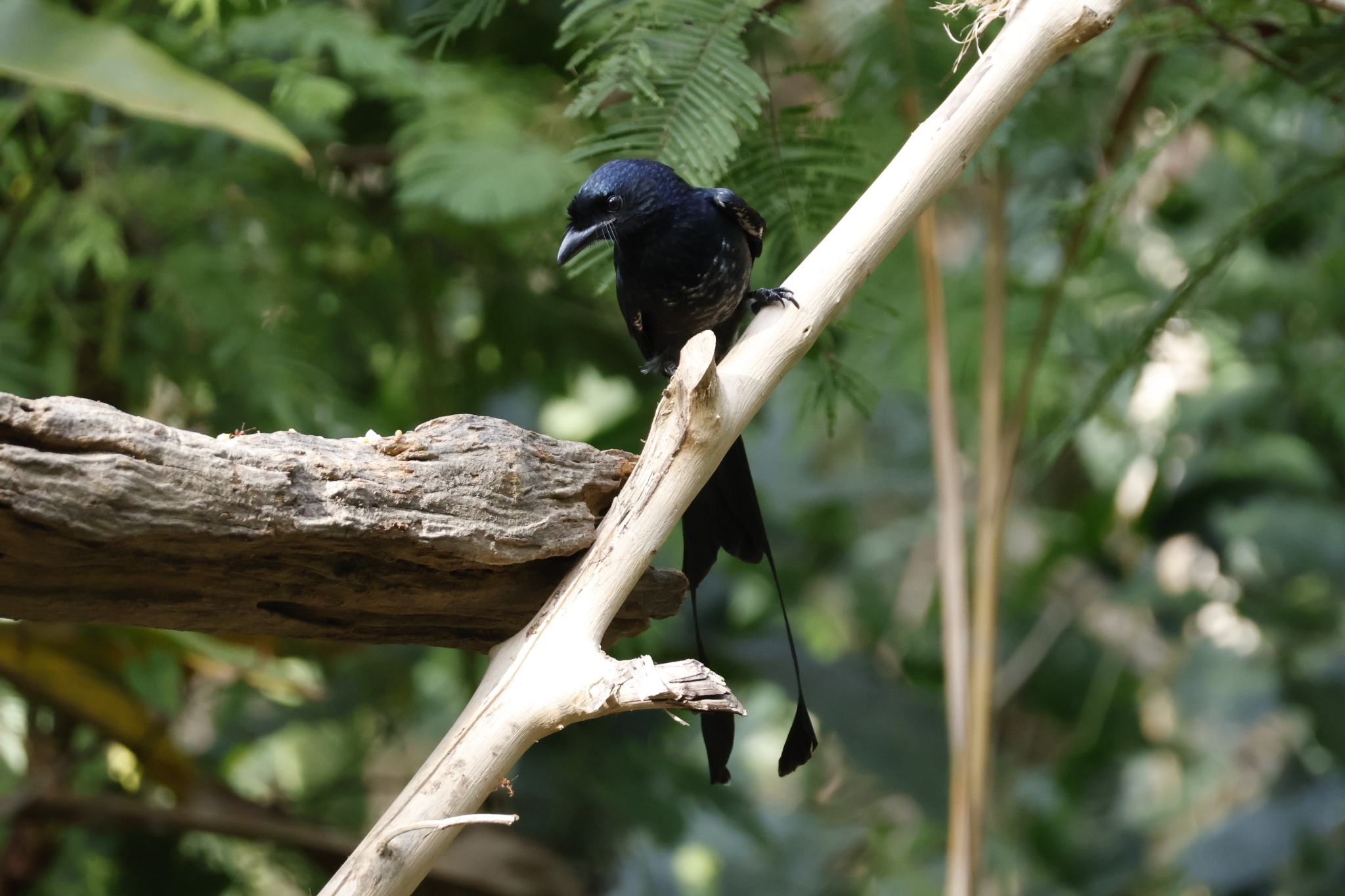 Greater Racket-tailed Drongo