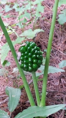 Arisaema triphyllum