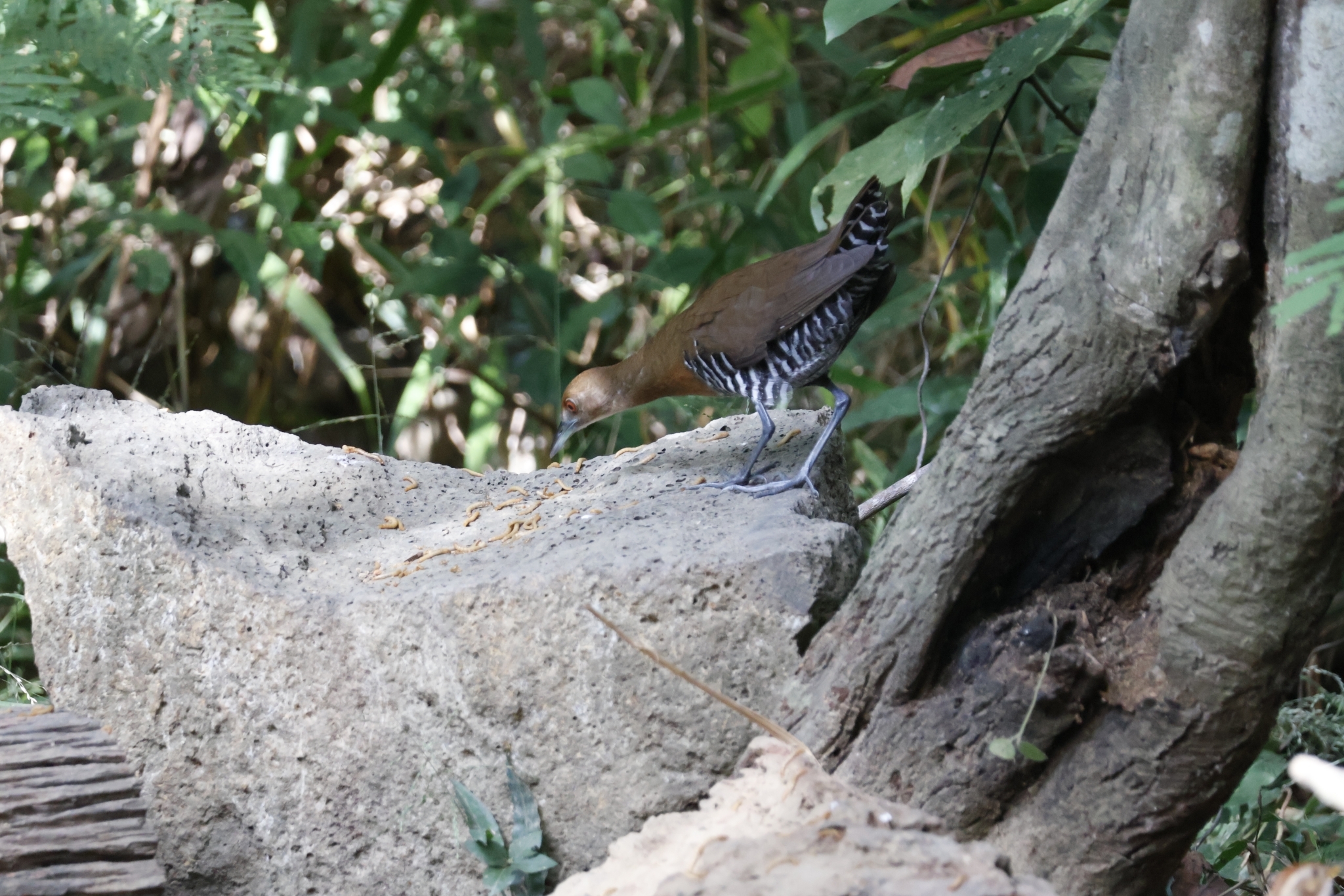 Slaty-legged Crake (Rallina eurizonoides), photo 5