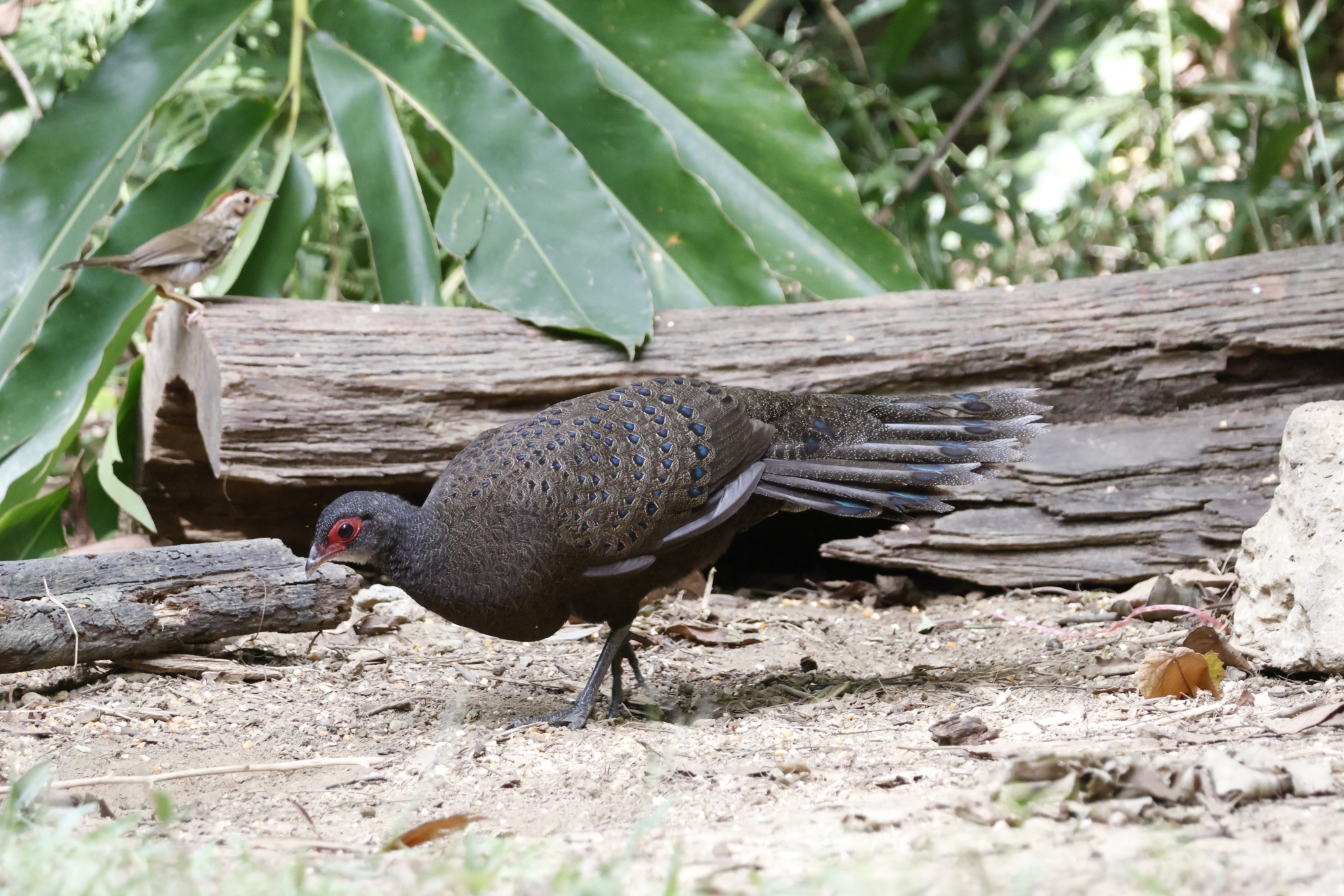 Germain's Peacock-Pheasant (Polyplectron germaini), photo 2