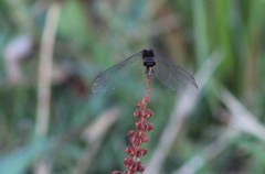 Erythemis