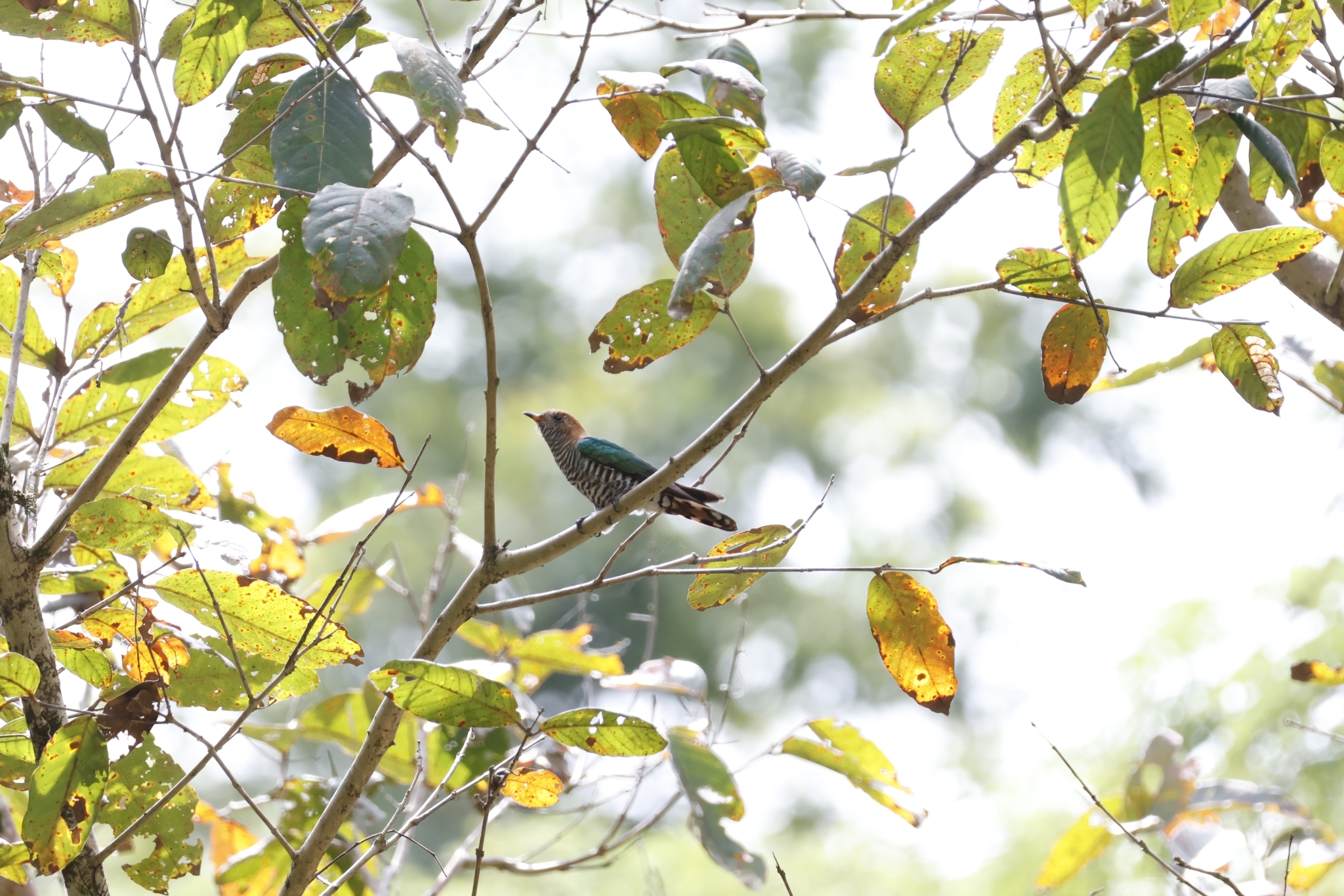 Asian Emerald Cuckoo (Chrysococcyx maculatus), photo 3