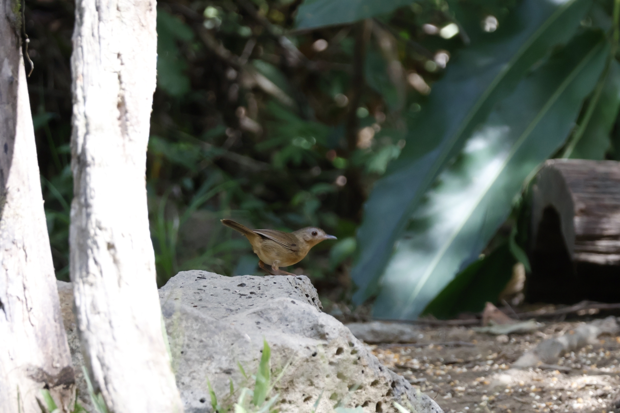 Buff-breasted Babbler (Pellorneum tickelli), photo 7