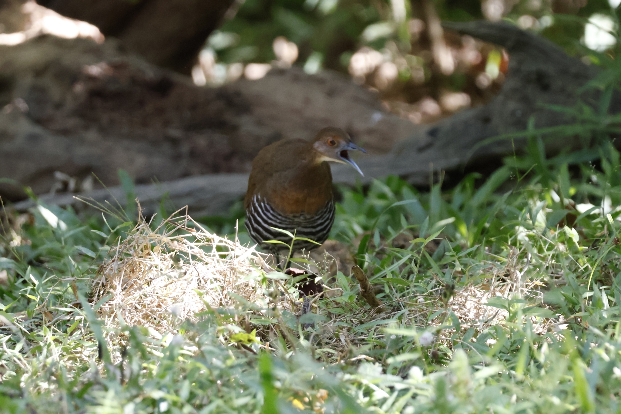 Slaty-legged Crake (Rallina eurizonoides), photo 4