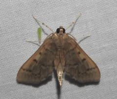 Herpetogramma theseusalis