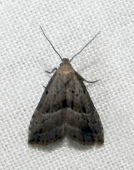 Hypenodes fractilinea