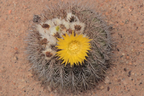 Eriosyce islayensis
