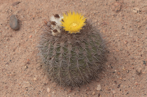 Eriosyce islayensis
