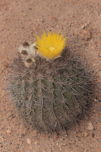 Eriosyce arica