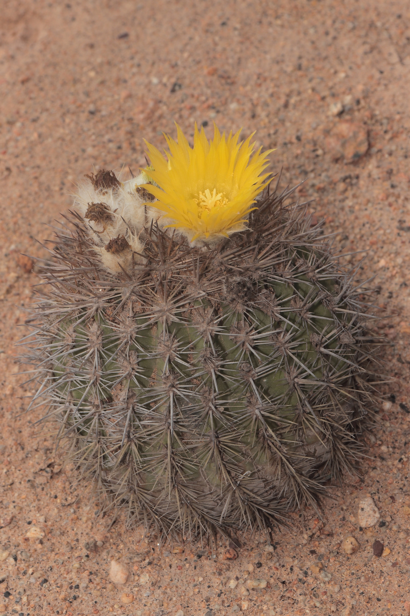 Eriosyce islayensis