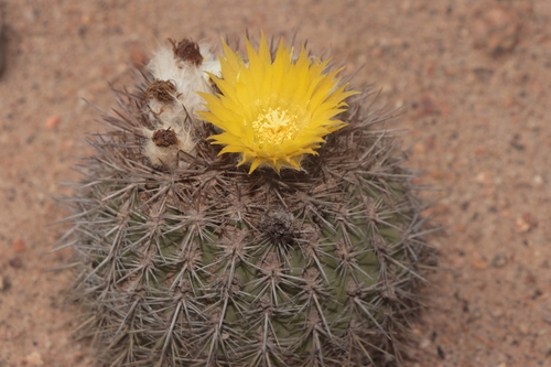 Eriosyce islayensis