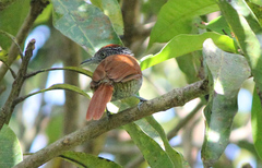 Thamnophilus palliatus