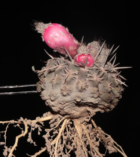 Eriosyce islayensis