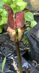 Hymenaea