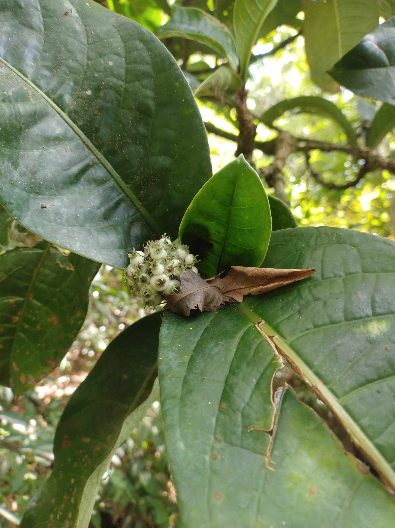 Rudgea macrophylla