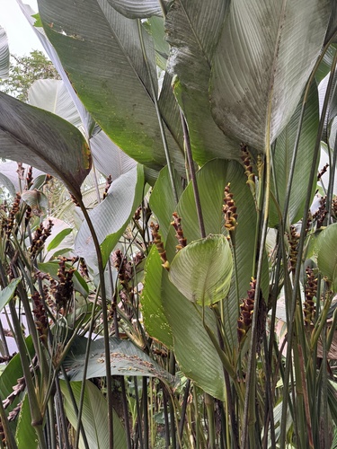 Foto de Papiro