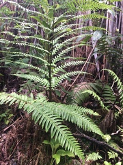 Pteris excelsa
