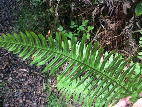 Pteris terminalis