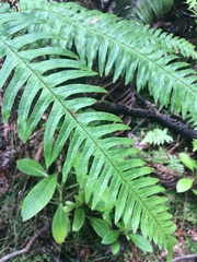 Pteris excelsa