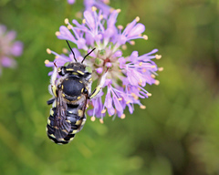 Anthidium maculifrons