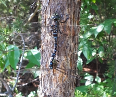 Aeshna interrupta interrupta