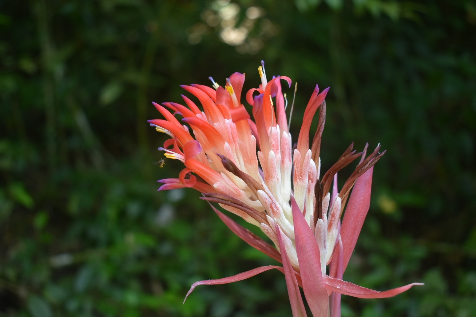 Billbergia pyramidalis