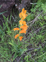 Dichromanthus aurantiacus