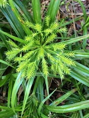 Cyperus meyenianus