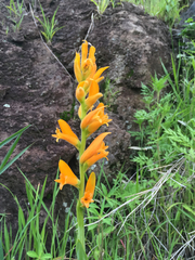 Dichromanthus aurantiacus