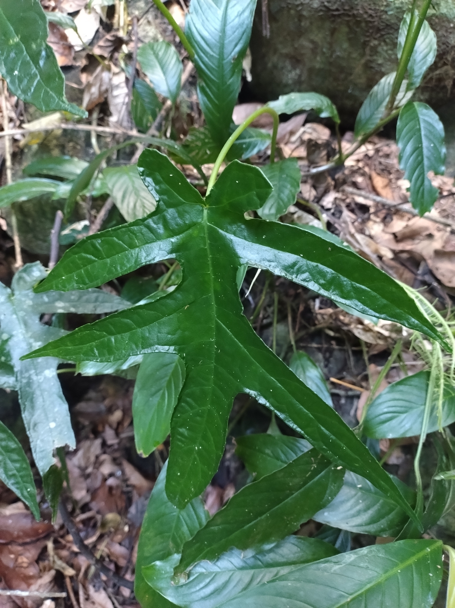 Dorstenia ramosa