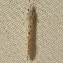 Nectopsyche diarina