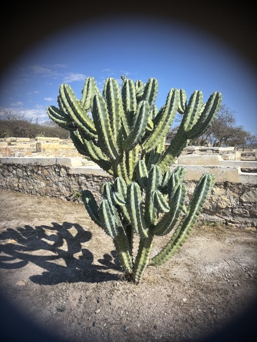 Foto de Candelabro mexicano
